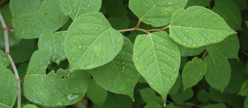 Japanese Knotweed