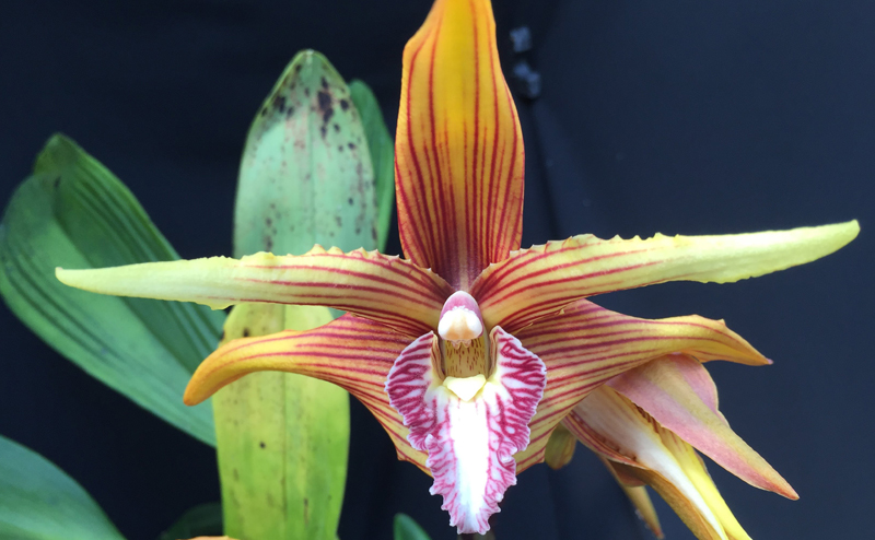 Orchid at the Feature Pyramid