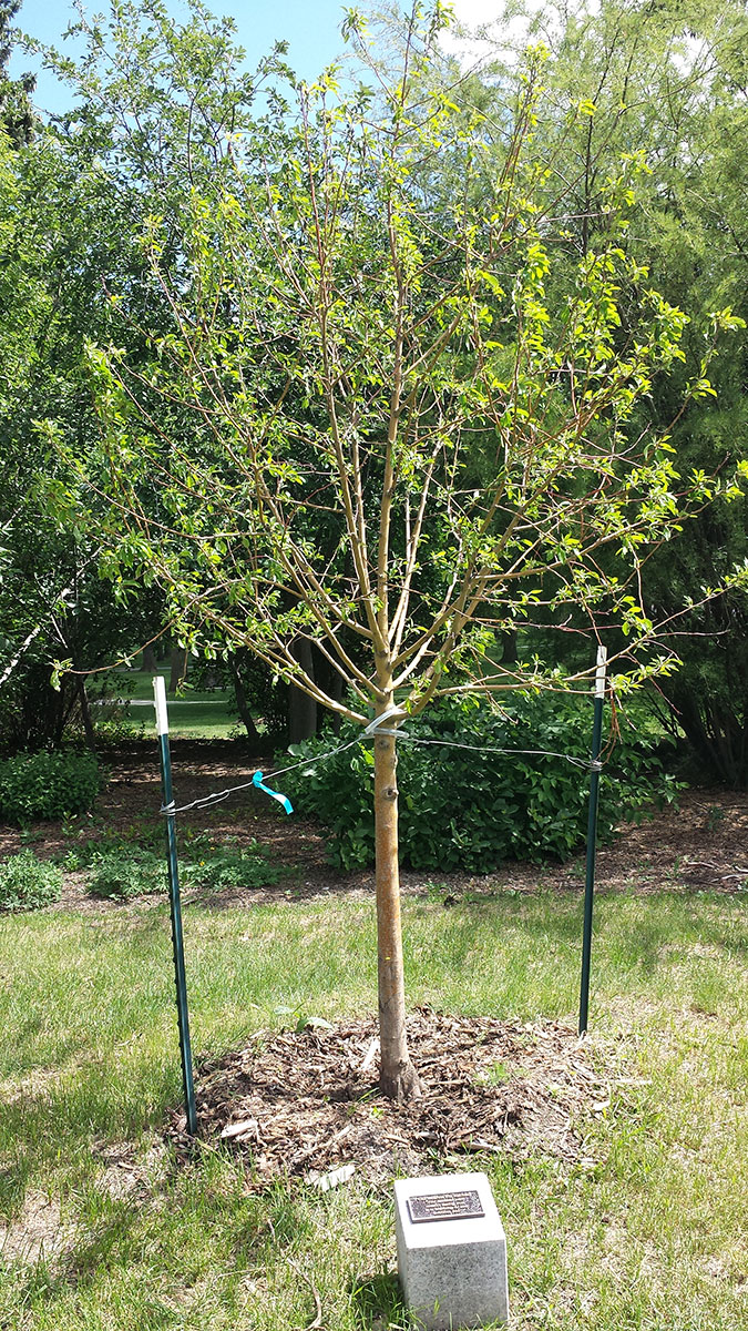 Completed Commemorative Tree