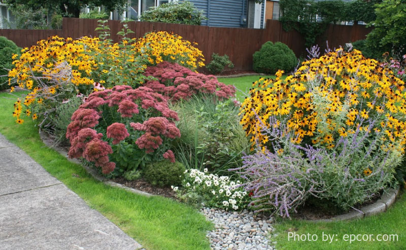 Rain Garden