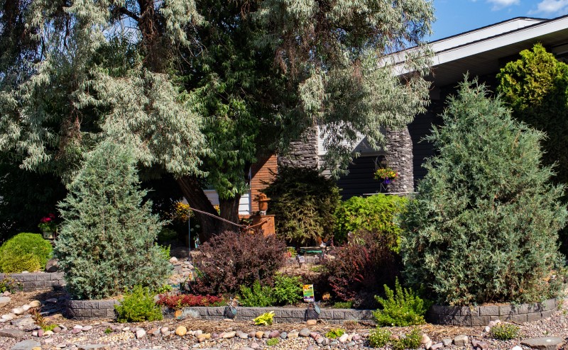 rain garden