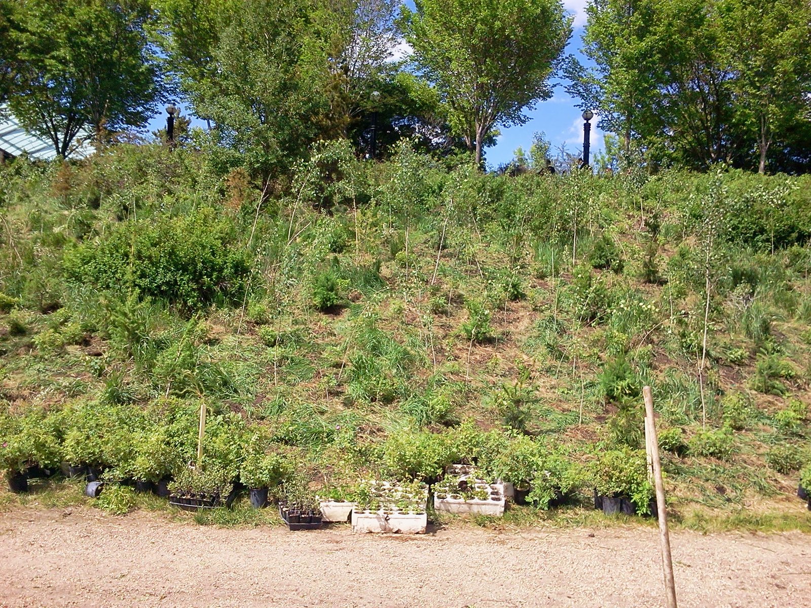 Naturalization Trees and Shrubs