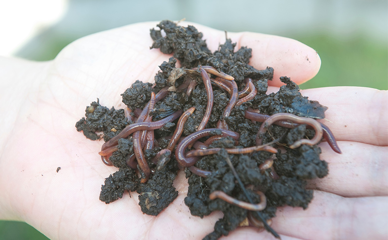 worm composting