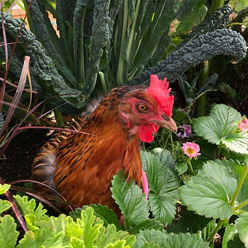 A chicken surrounded by plants.