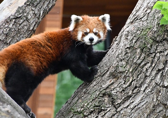 A red panda.