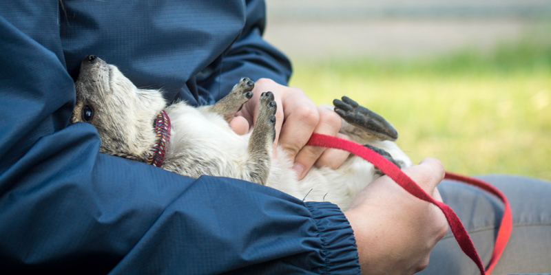 person petting animal