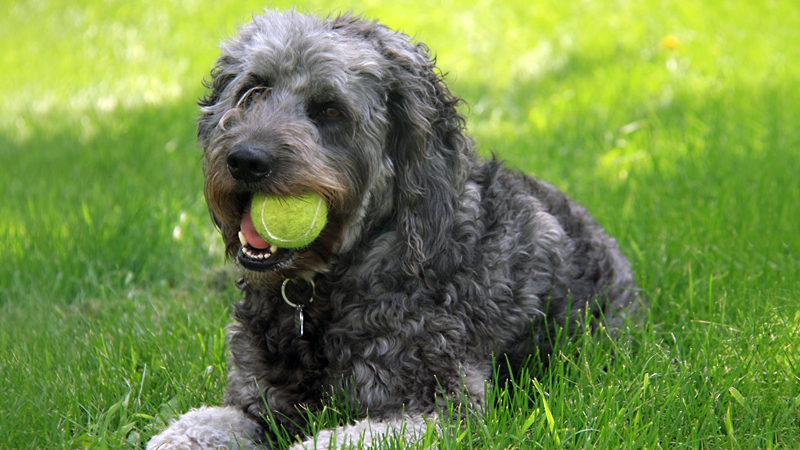 dog with ball in mouth