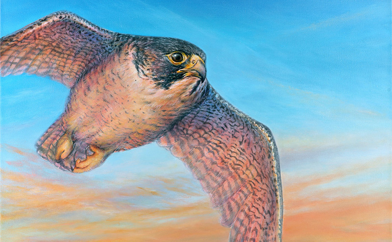 Portion of the artwork “Resurgence” by Cindy McLaren, depicting a peregrine falcon