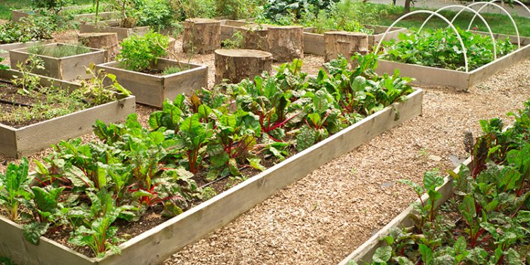 garden boxes with vegetables growing