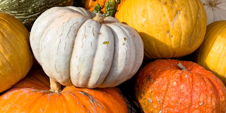 pumpkins