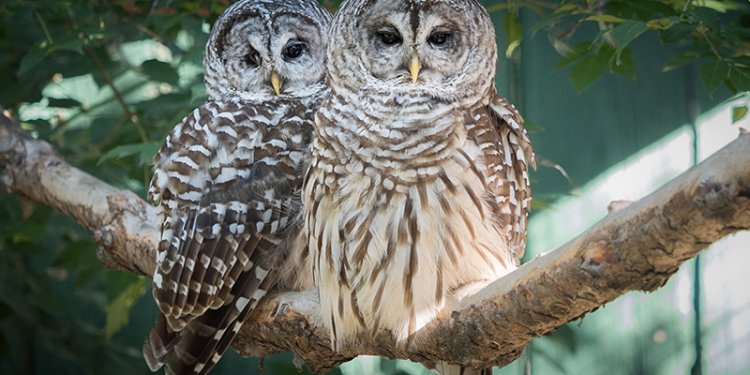 Barred Owl