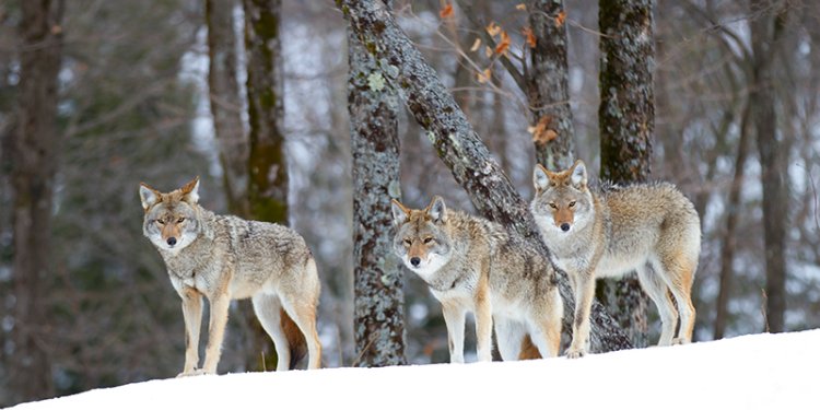 coyote pack