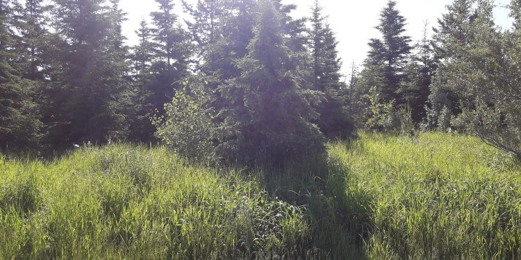 trees on parkland