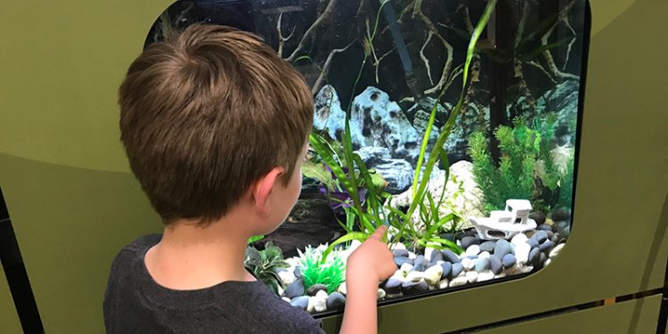 person looking at glass case