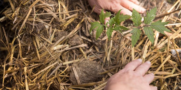 tomato plant in mulch