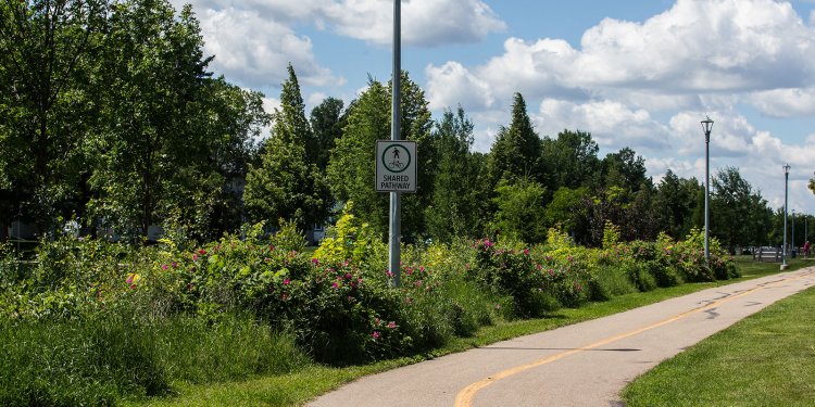 shrubs and trees