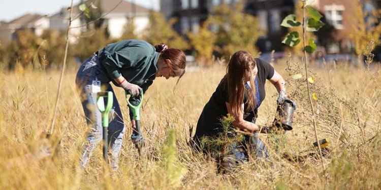 two persons in field planting trees
