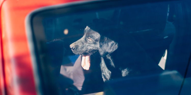 dog in  hot car