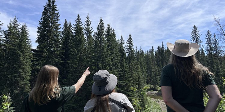 people in forest looking at scenery