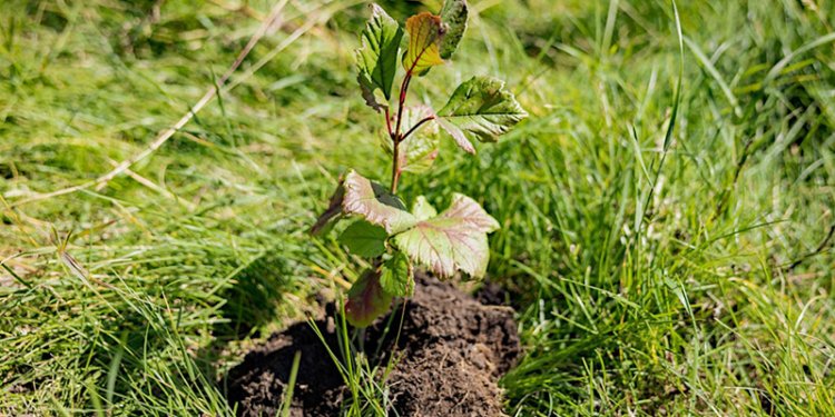 tree sapling in ground