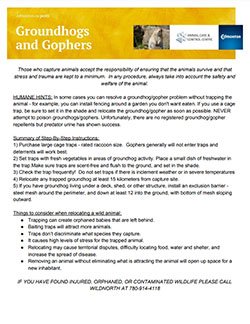 gopher info sheet