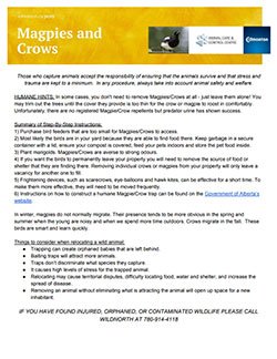 magpies and crows info sheet