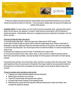porcupine info sheet
