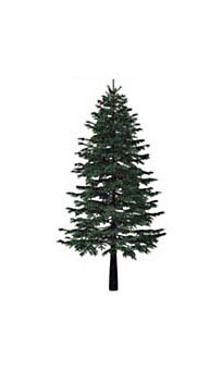 white spruce