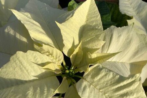 white poinsettia