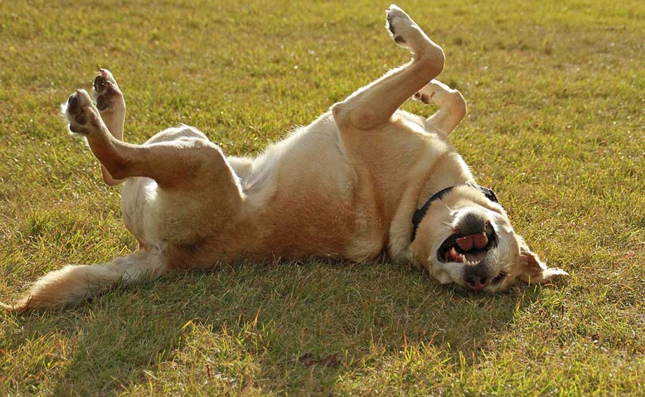 Dog rolling in grass
