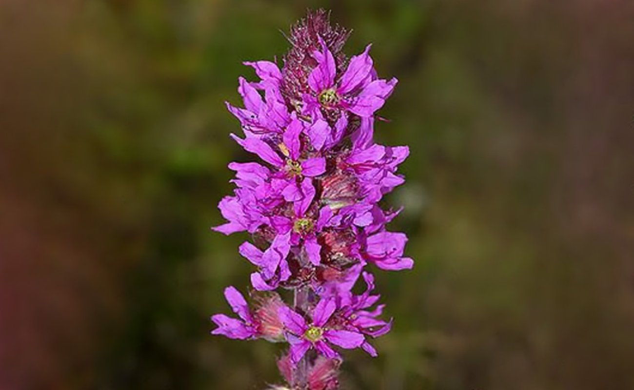 purple flowers