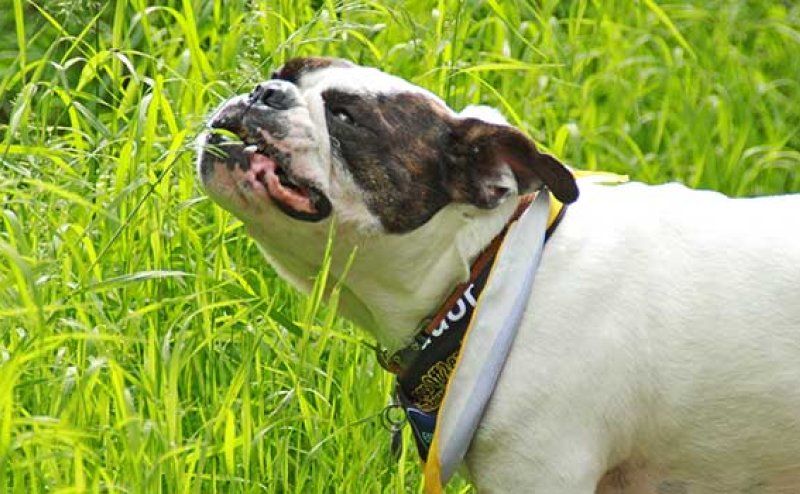 bulldog in grass