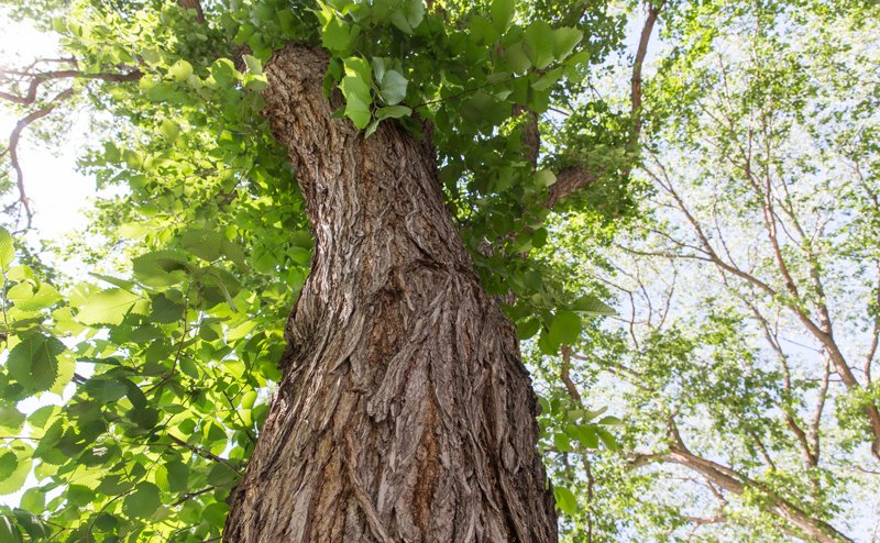 A deciduous tree with green leaves, as viewed from the ground looking upward