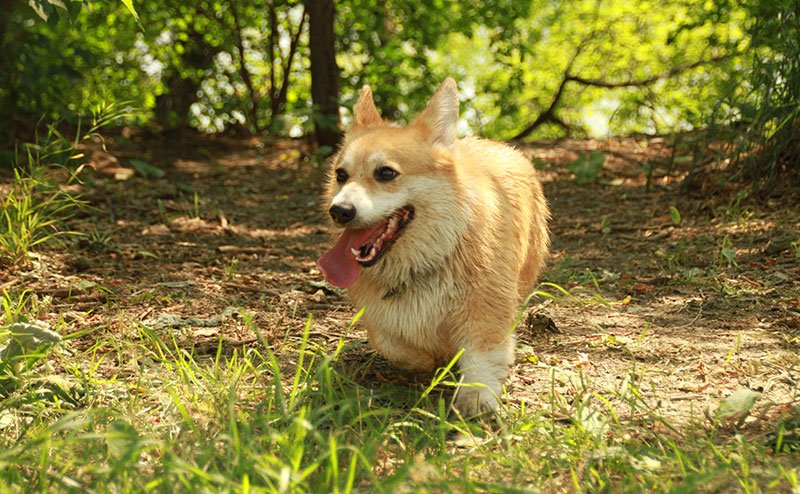 A dog off leash in a field during winter.