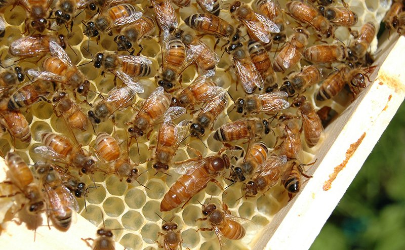 Bees in a hive