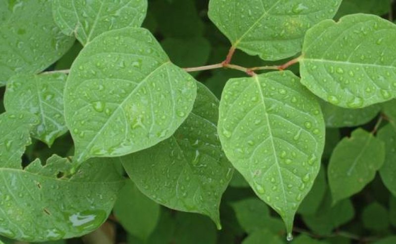 Japanese Knotweed