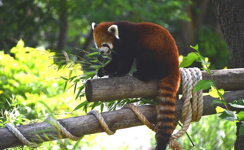 red panda on tree limb