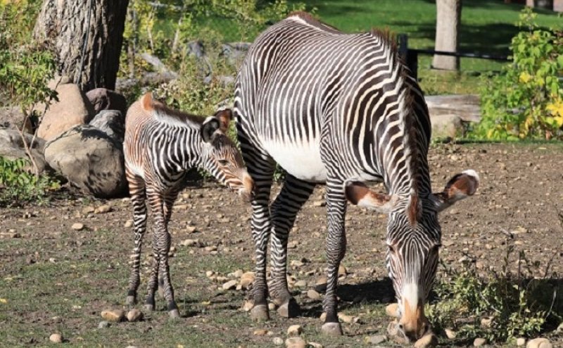 Two zebras.