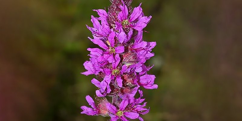 Purple Loosestrife
