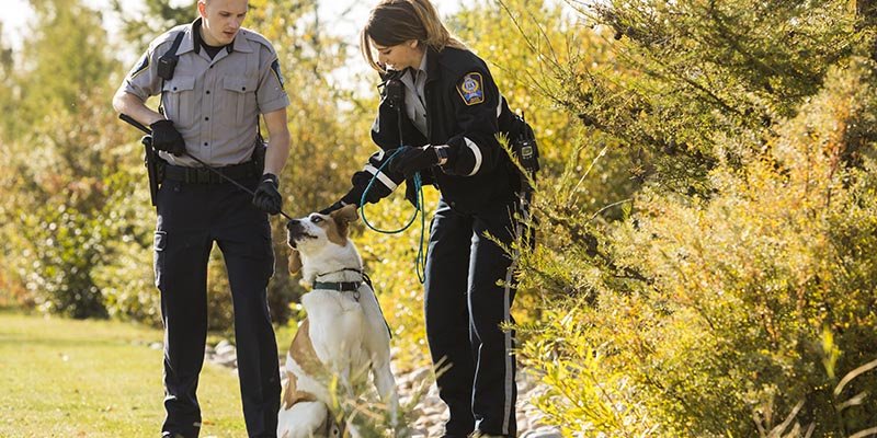 animal care officers
