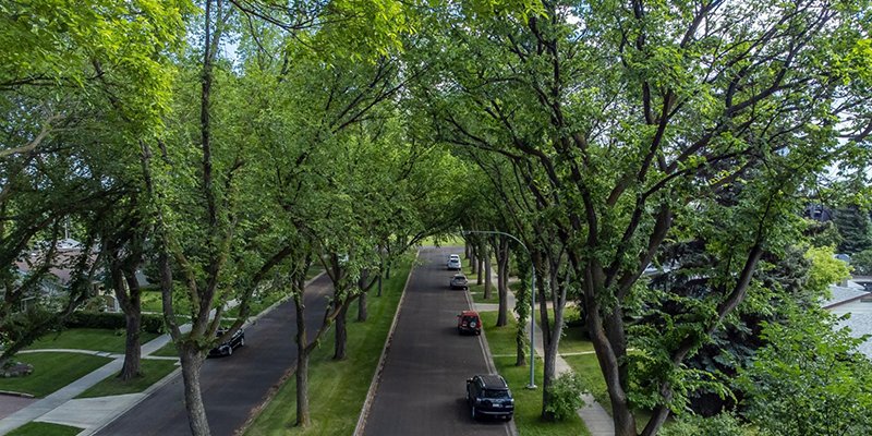 Boulevard Trees