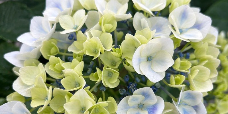 white and yellow flower bouquet
