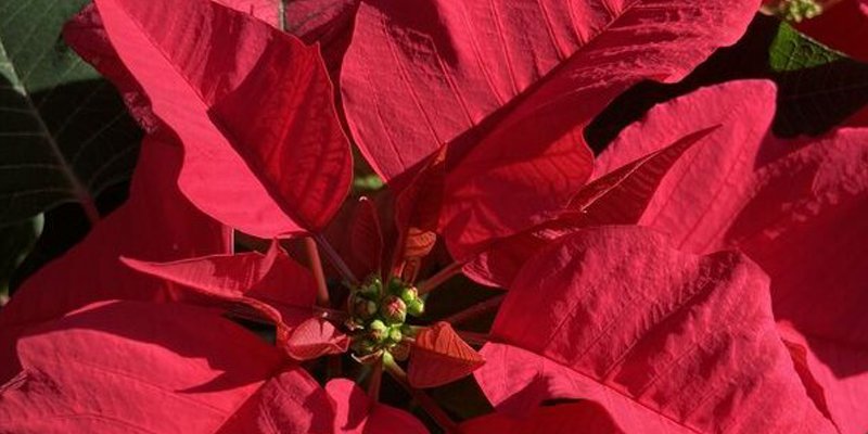 red poinsettia 