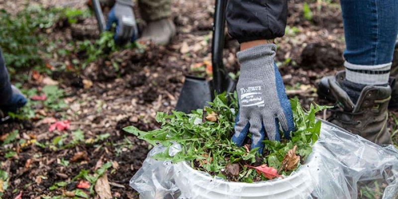 Volunteer placing uprooted weeds in a pail
