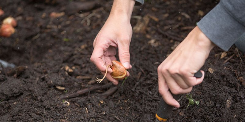 Close-up of volunteers hands as they plant