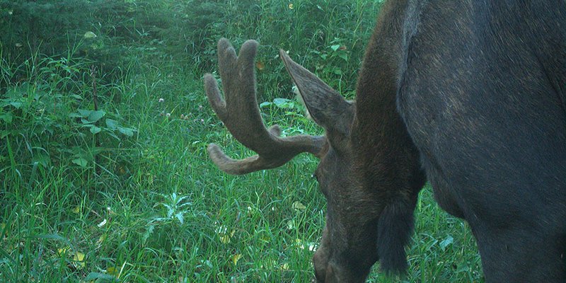 Moose captured by a wildlife camera