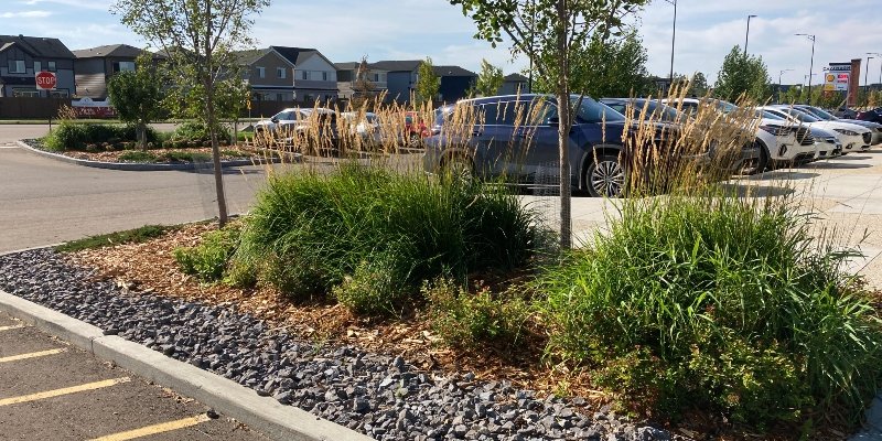 Commercial area landscaping with trees and shrubs