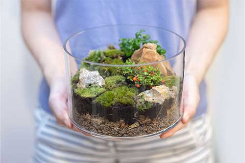 A terrarium
