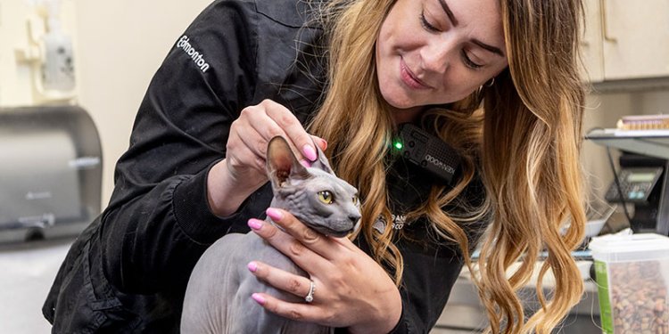person microchipping a cat
