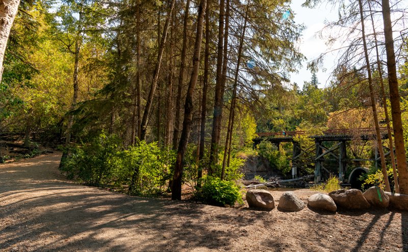 A trail surrounded by trees